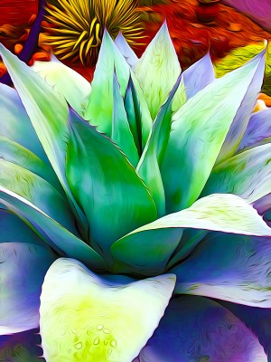 Succulent Dewdrop